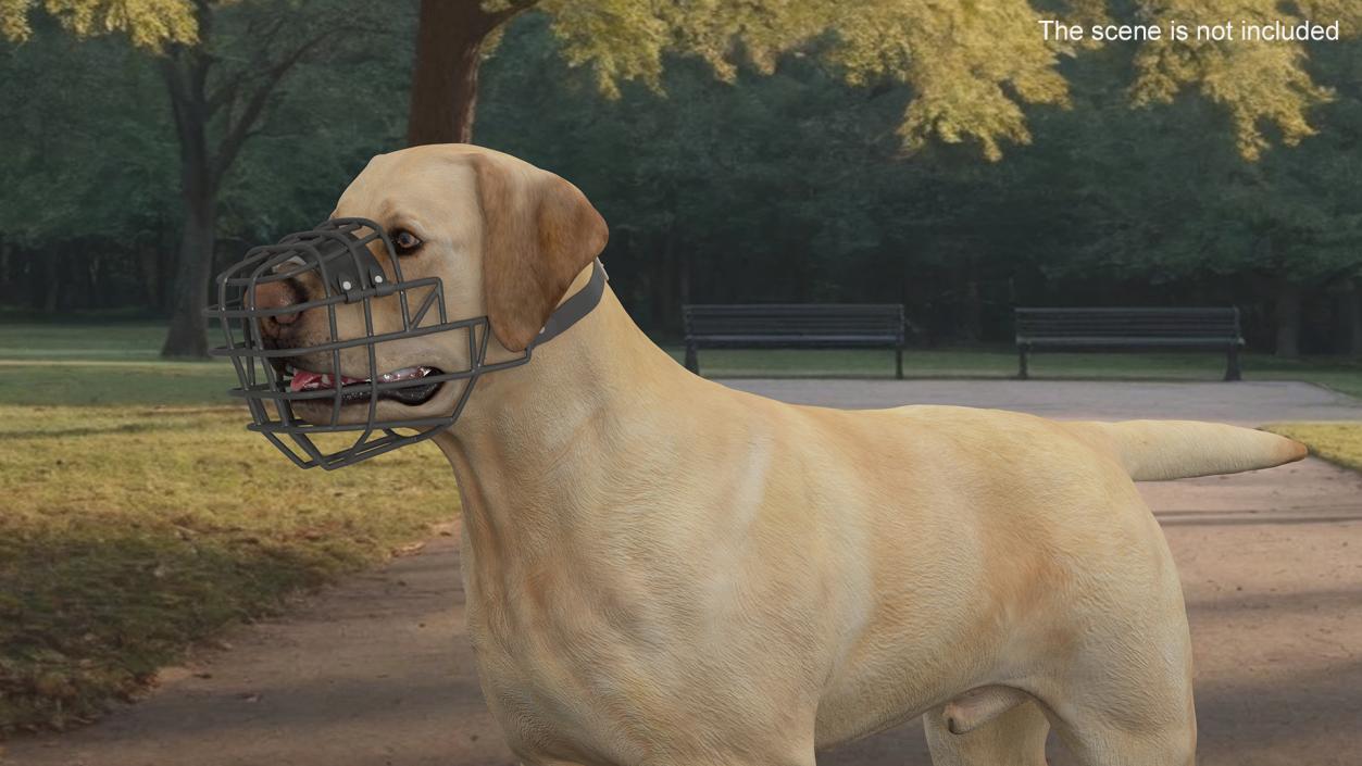 3D model Labrador Dog White with Muzzle