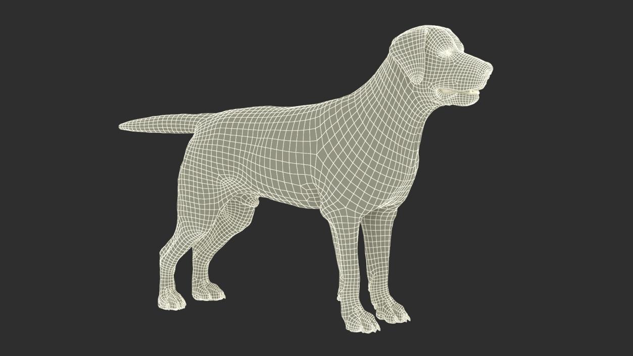 3D model Labrador Dog White with Muzzle