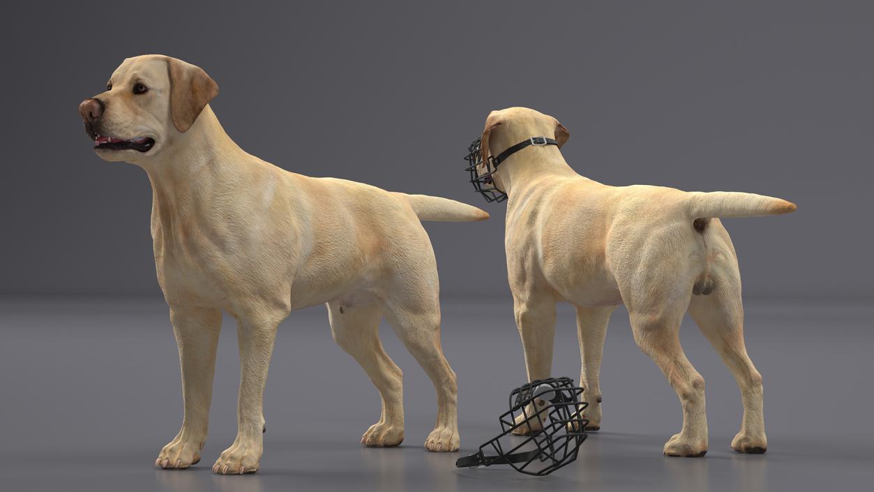 3D model Labrador Dog White with Muzzle