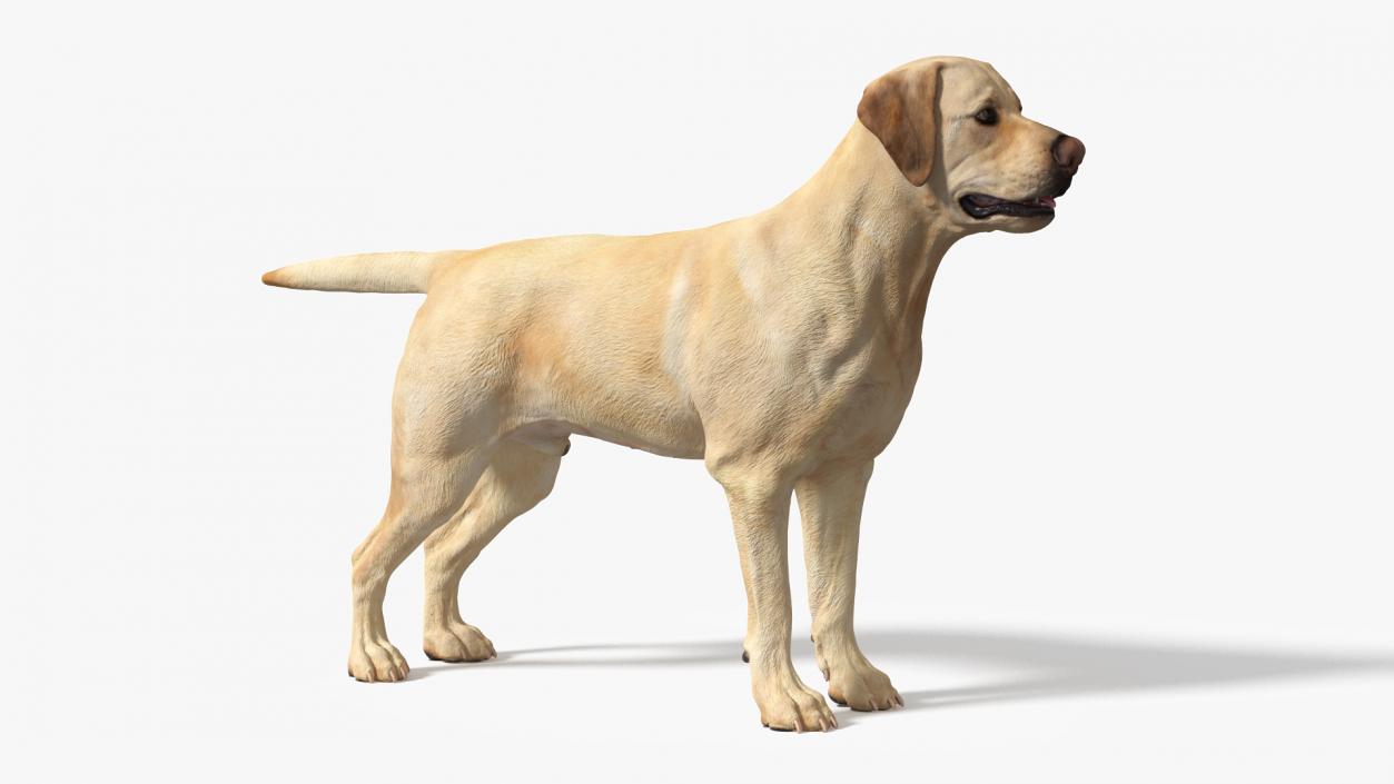 3D model Labrador Dog White with Muzzle