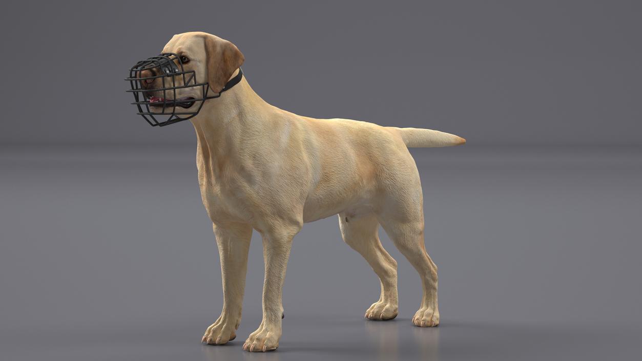 3D model Labrador Dog White with Muzzle