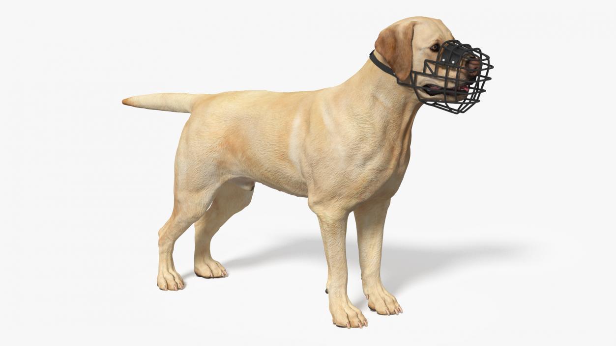 3D model Labrador Dog White with Muzzle