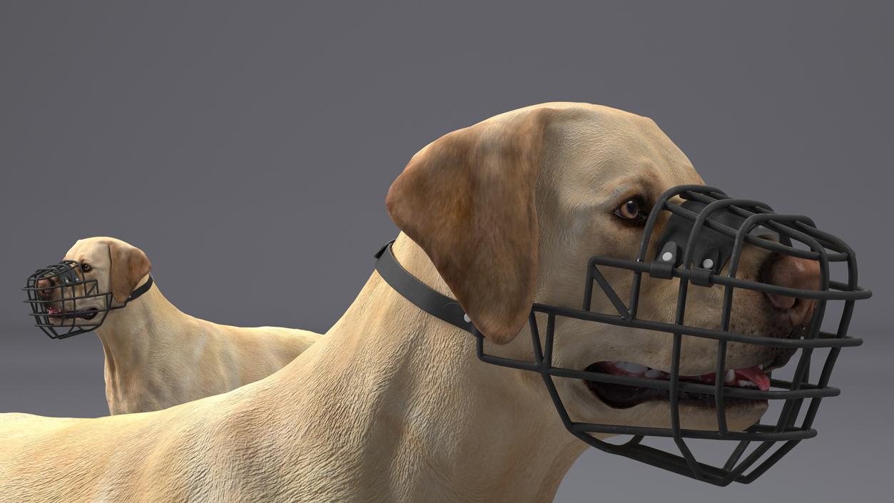 3D model Labrador Dog White with Muzzle