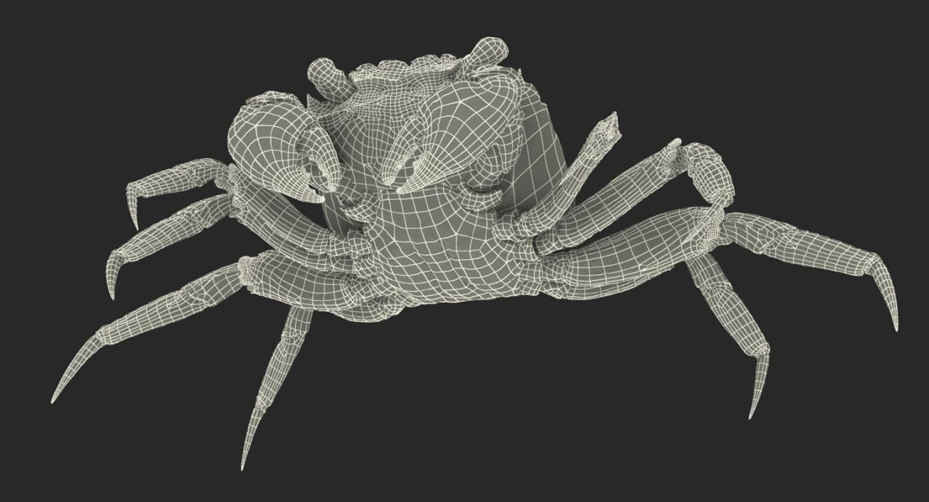 3D Vampire Crab Geosesarma model