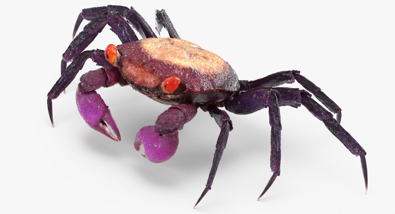 3D Vampire Crab Geosesarma model