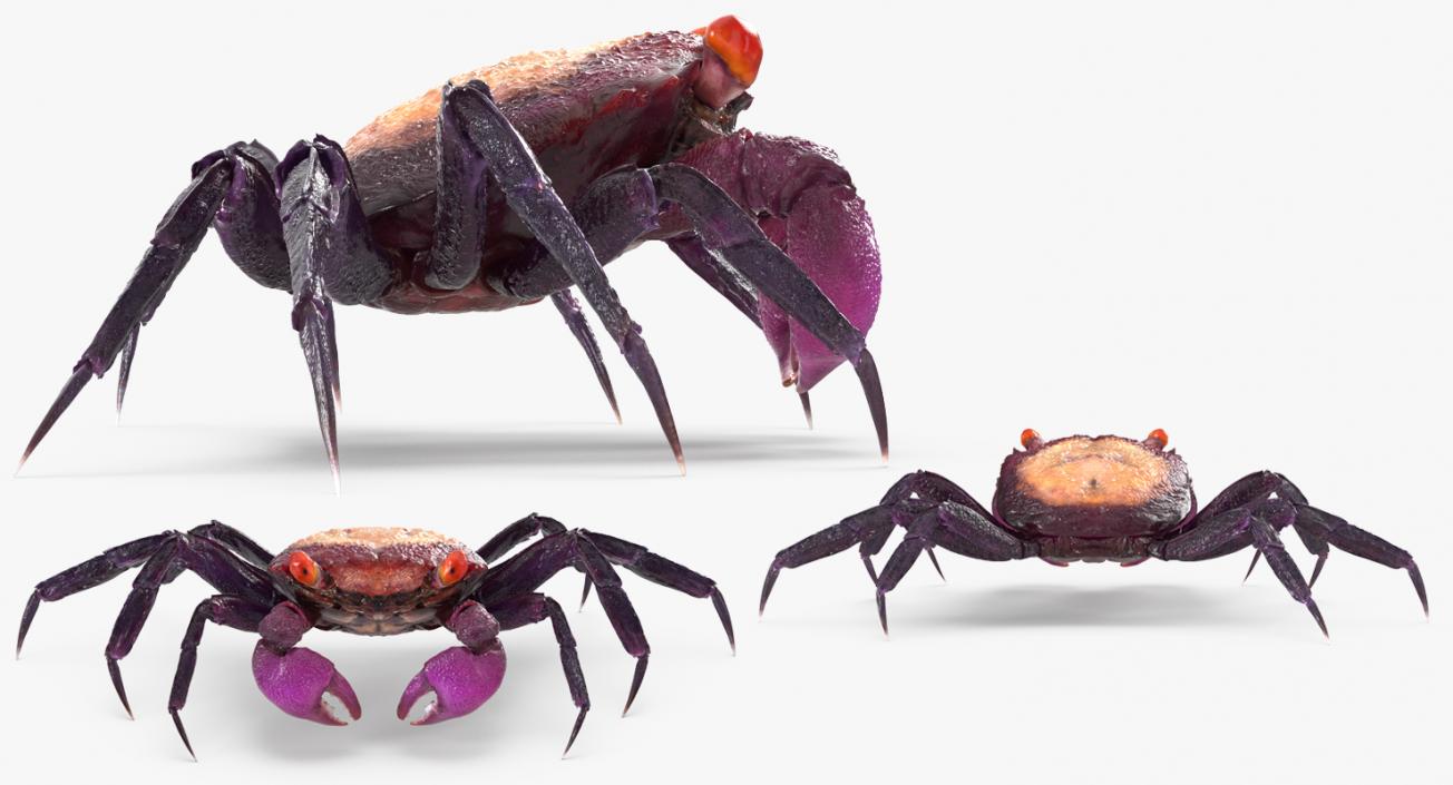 3D Vampire Crab Geosesarma model