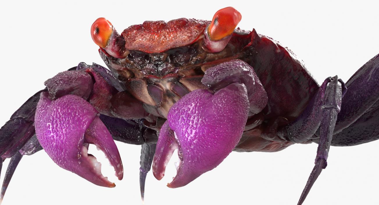 3D Vampire Crab Geosesarma model