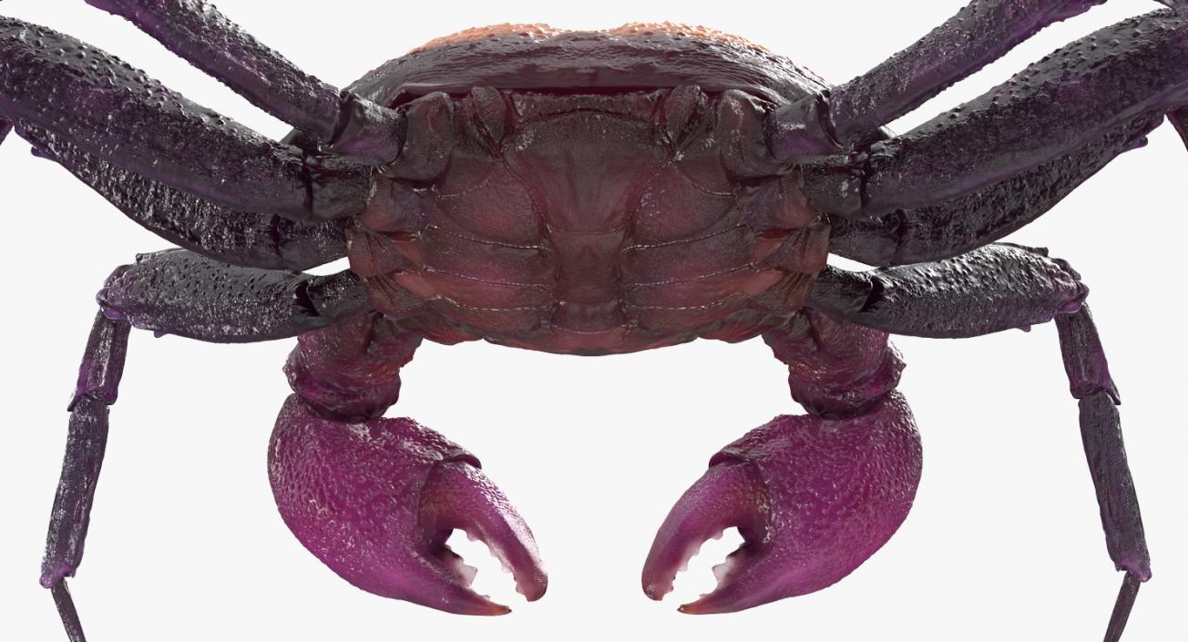 3D Vampire Crab Geosesarma model