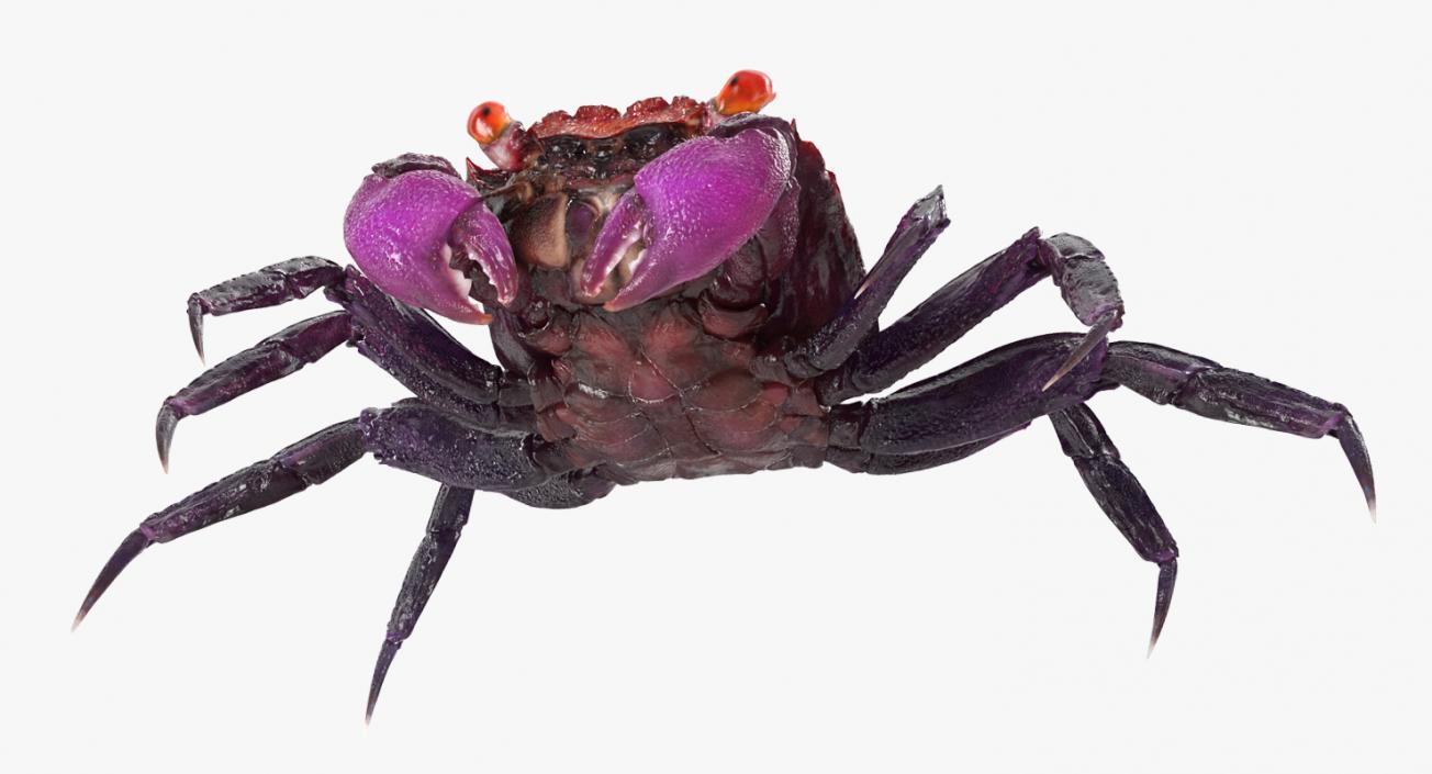 3D Vampire Crab Geosesarma model