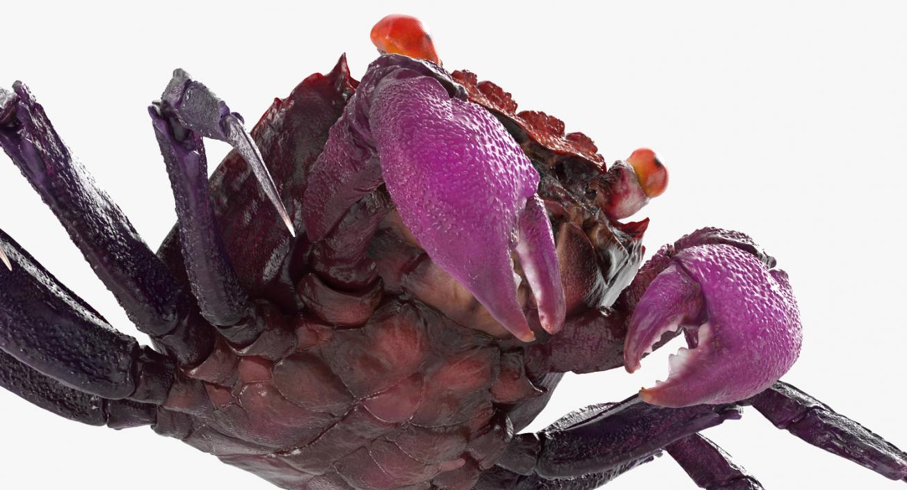 3D Vampire Crab Geosesarma model