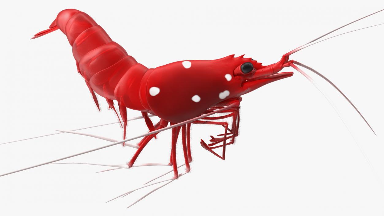 3D model Fire Shrimp Fur