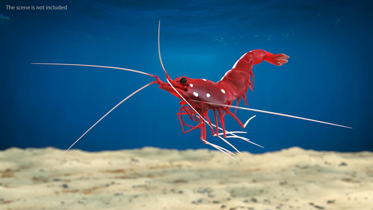 3D model Fire Shrimp Fur