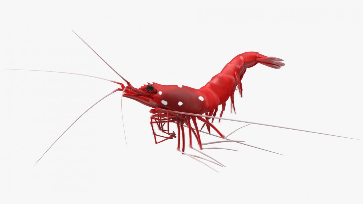 3D model Fire Shrimp Fur