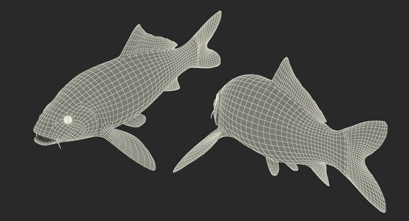 3D model Koi Fish