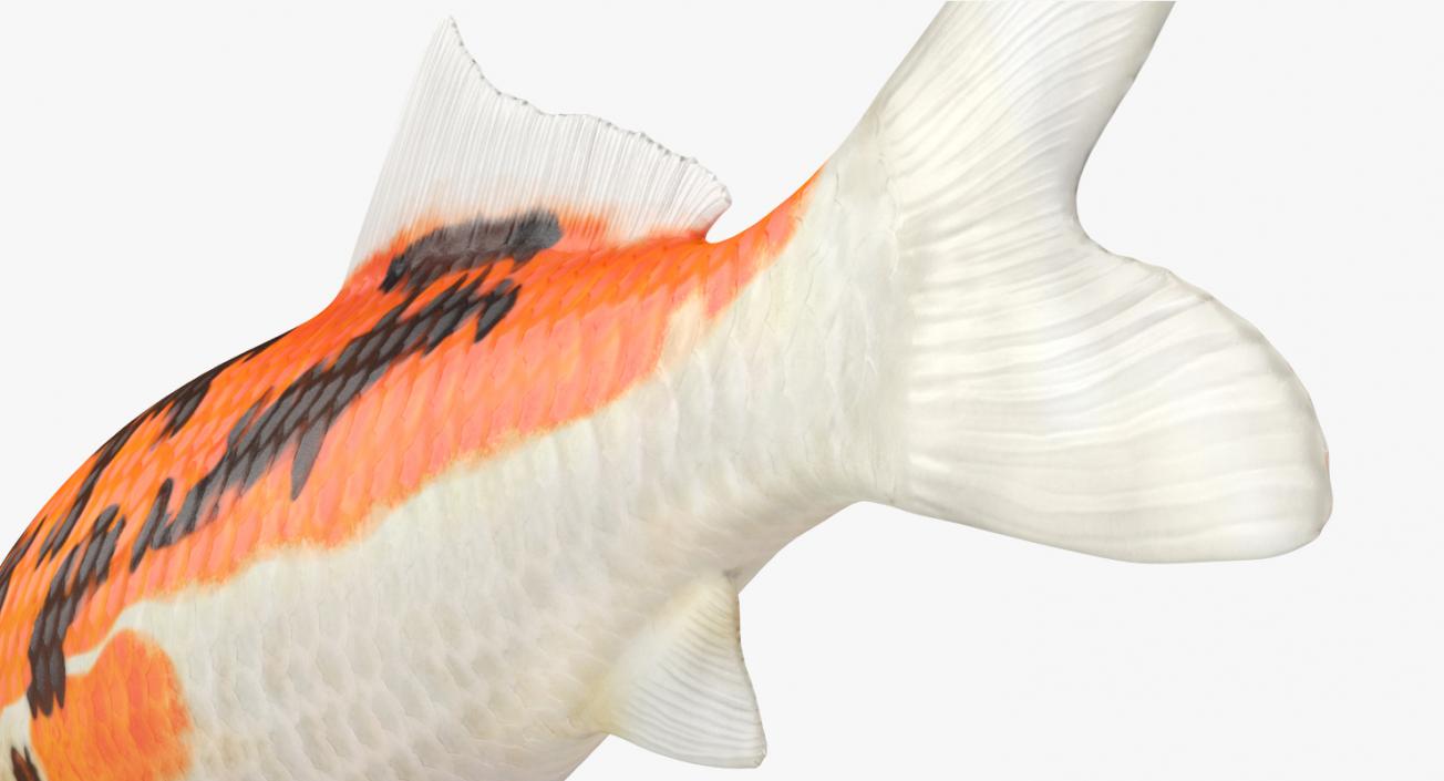 3D model Koi Fish