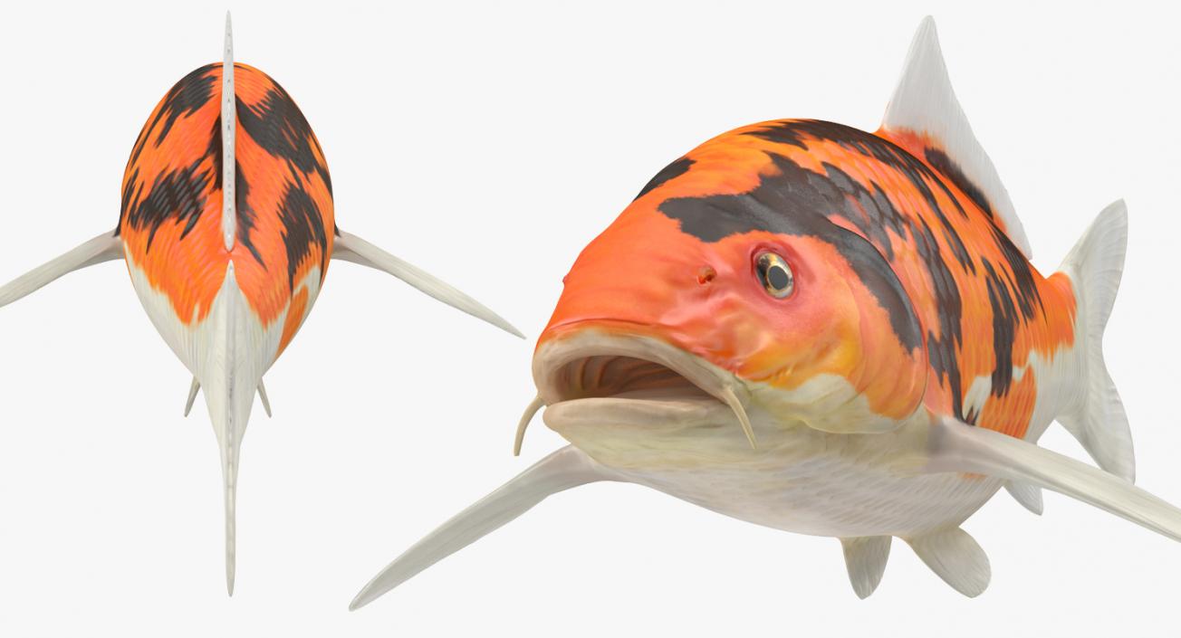 3D model Koi Fish