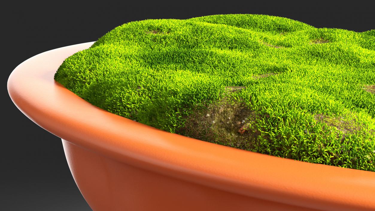 Flower Pot with Soil Fur 3D model