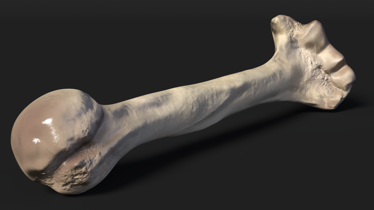 3D model Bone