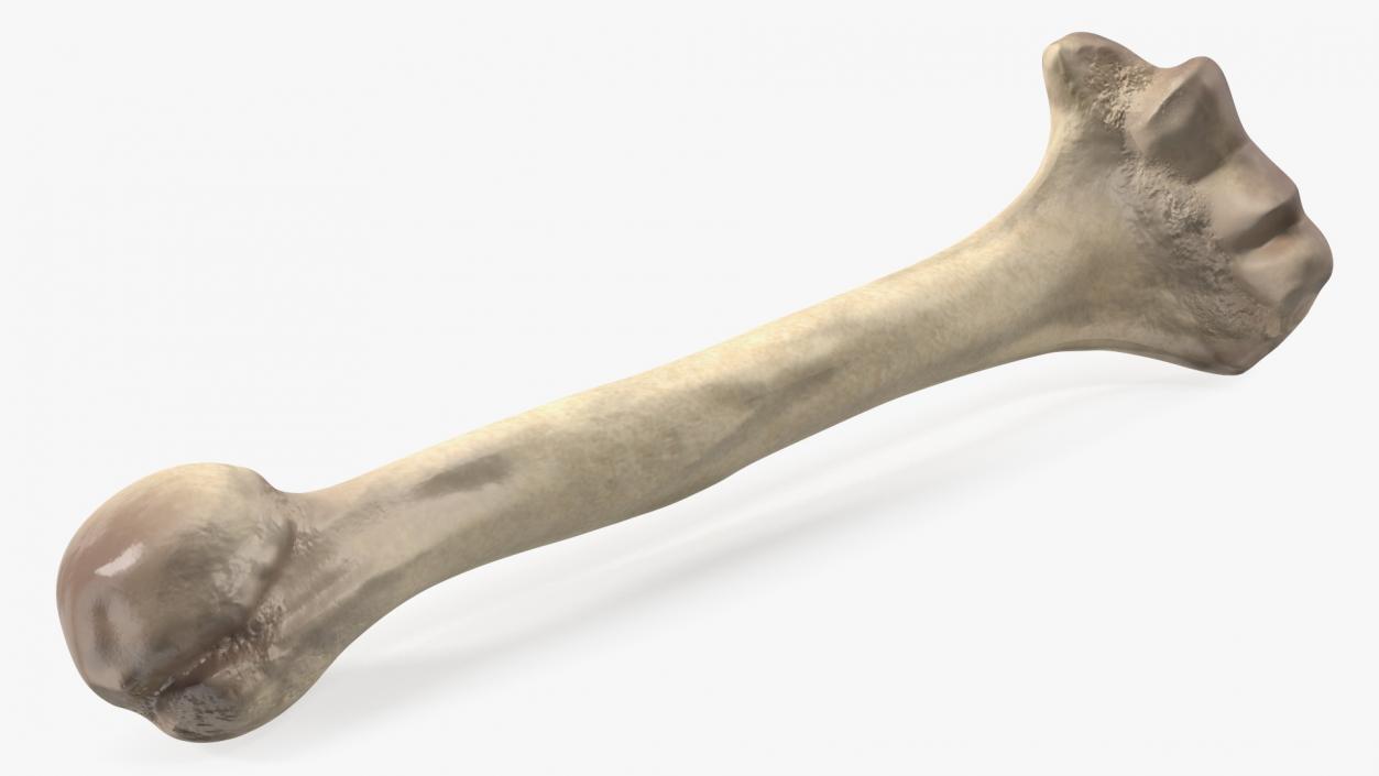 3D model Bone