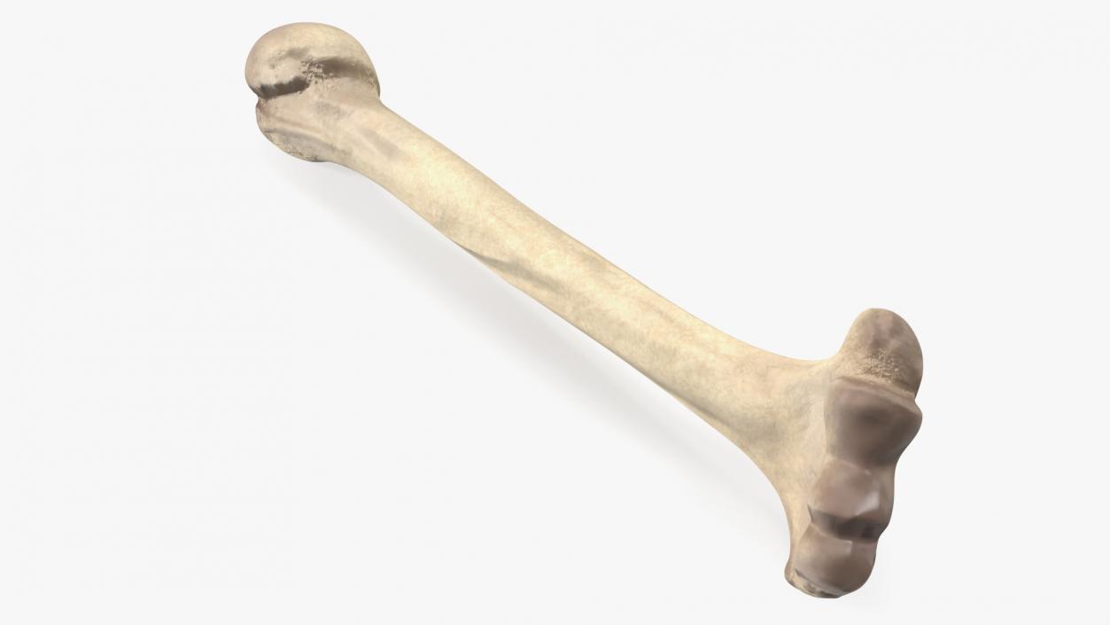 3D model Bone