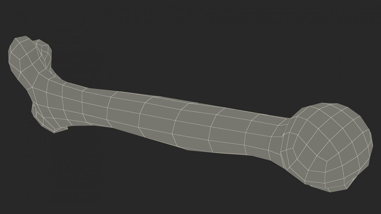 3D model Bone