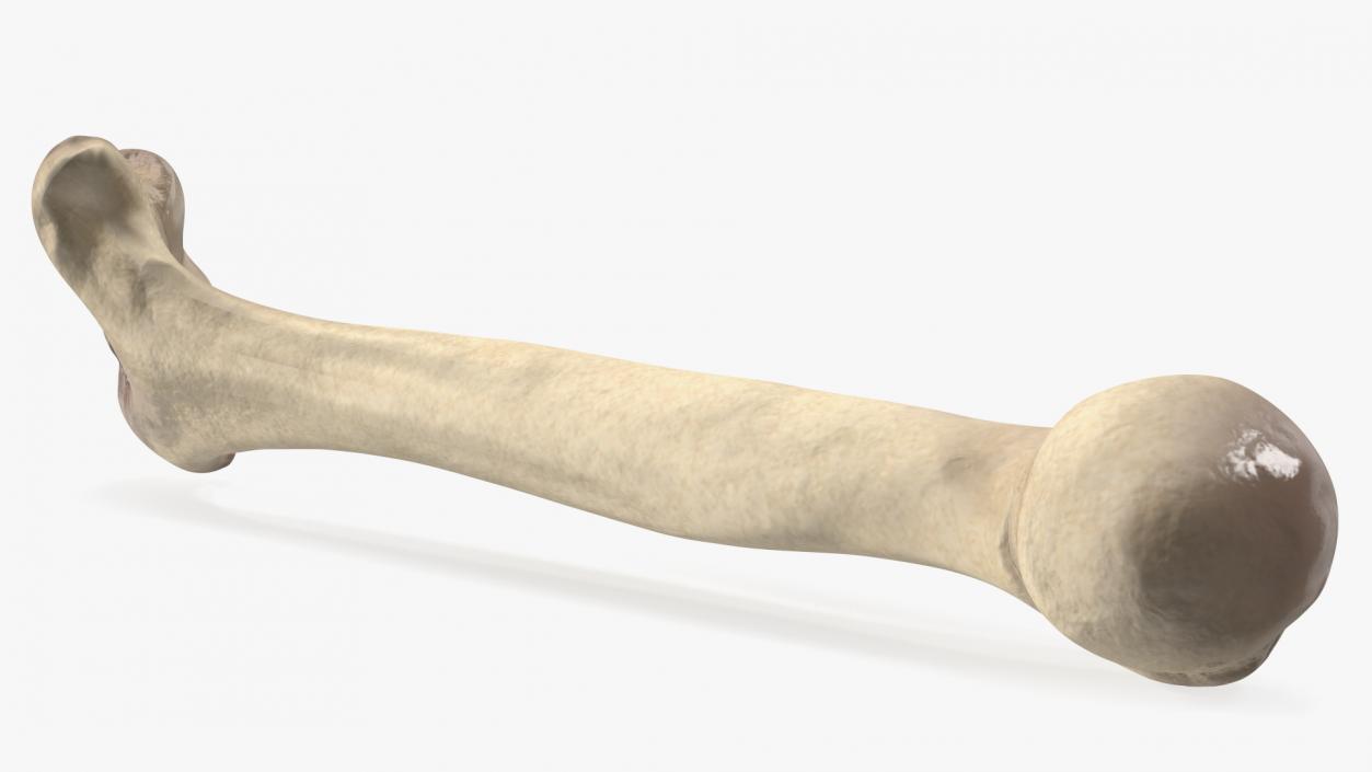 3D model Bone