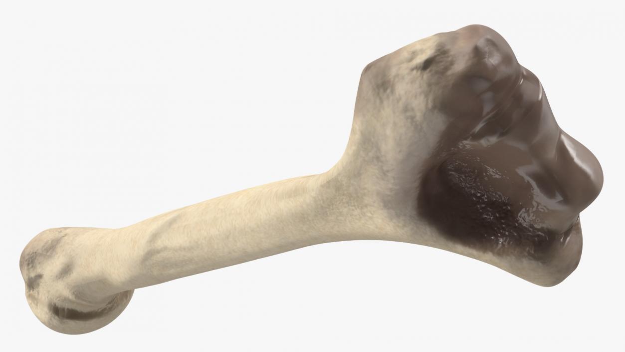 3D model Bone