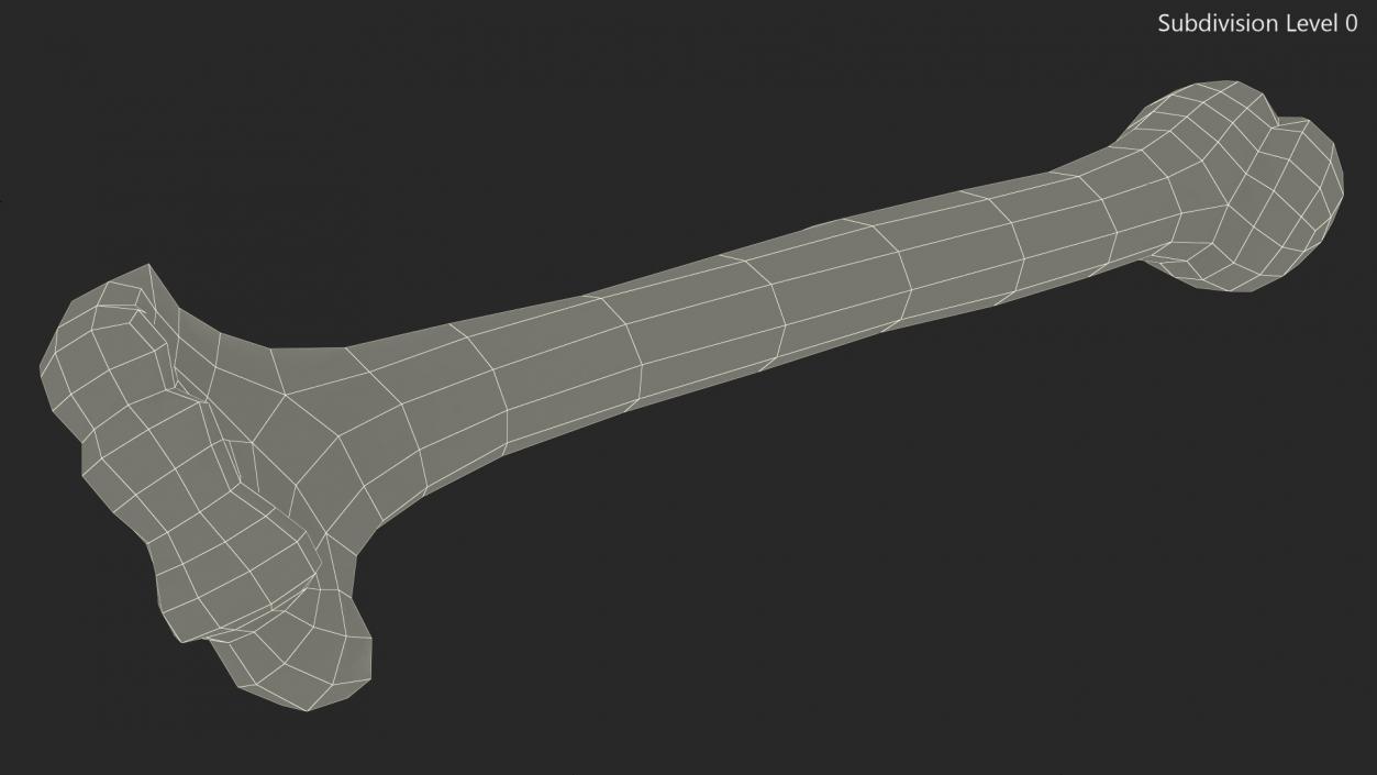 3D model Bone