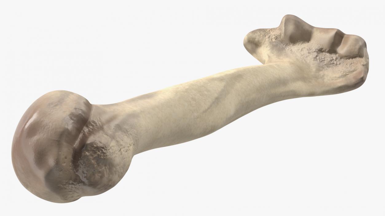 3D model Bone