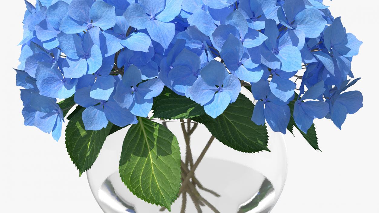 3D Hydrangea Macrophylla Nikko Blue in Glass Bowl