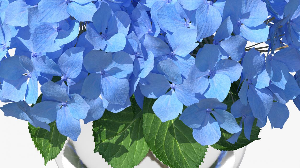 3D Hydrangea Macrophylla Nikko Blue in Glass Bowl