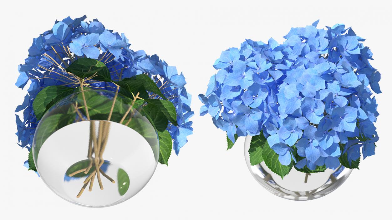 3D Hydrangea Macrophylla Nikko Blue in Glass Bowl