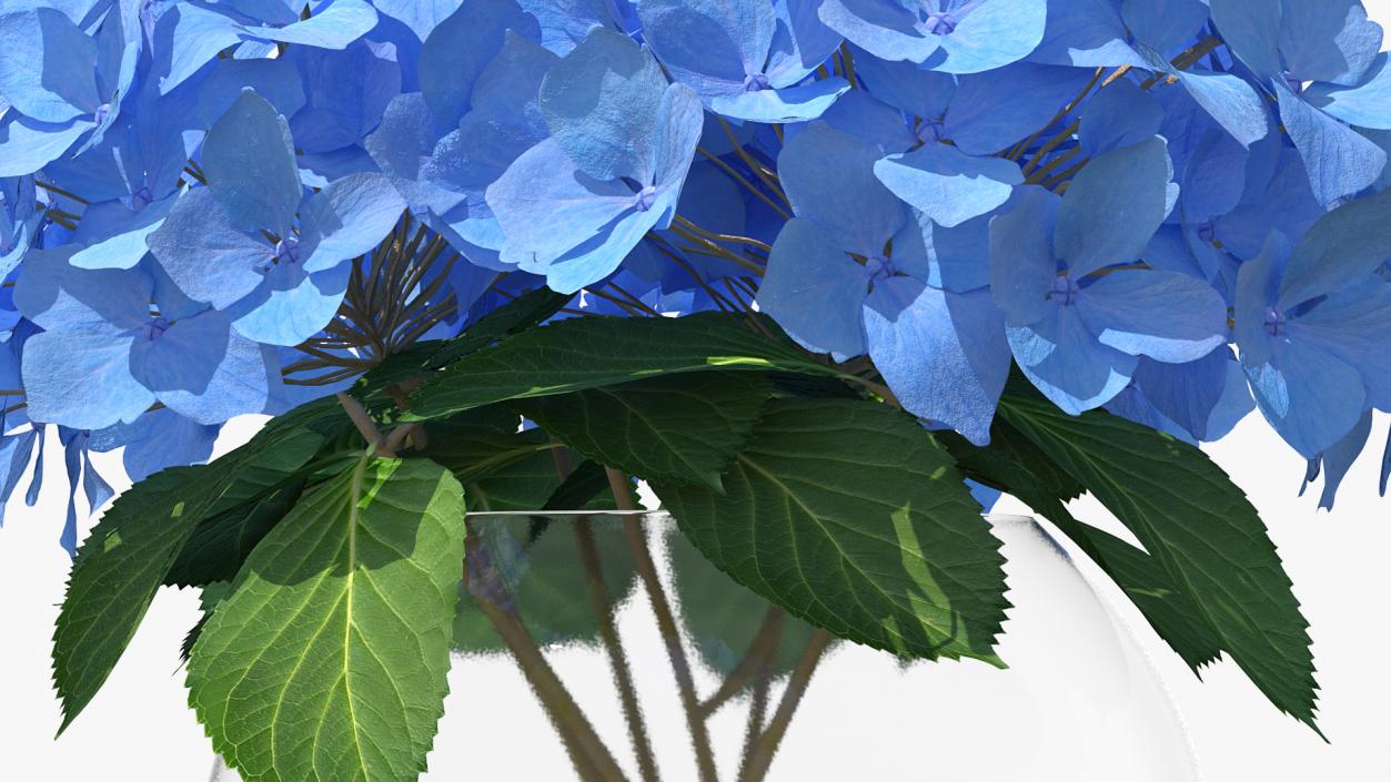 3D Hydrangea Macrophylla Nikko Blue in Glass Bowl