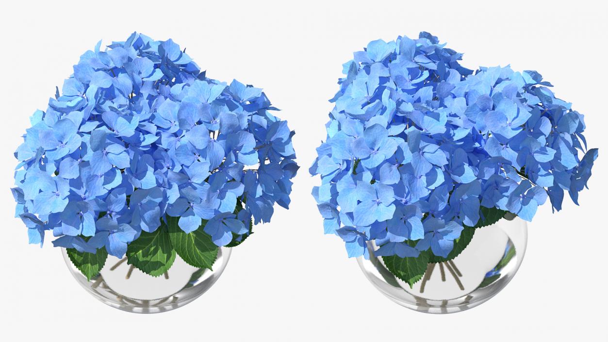 3D Hydrangea Macrophylla Nikko Blue in Glass Bowl