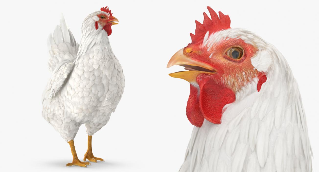 3D Rigged Rooster and Chickens Collection model