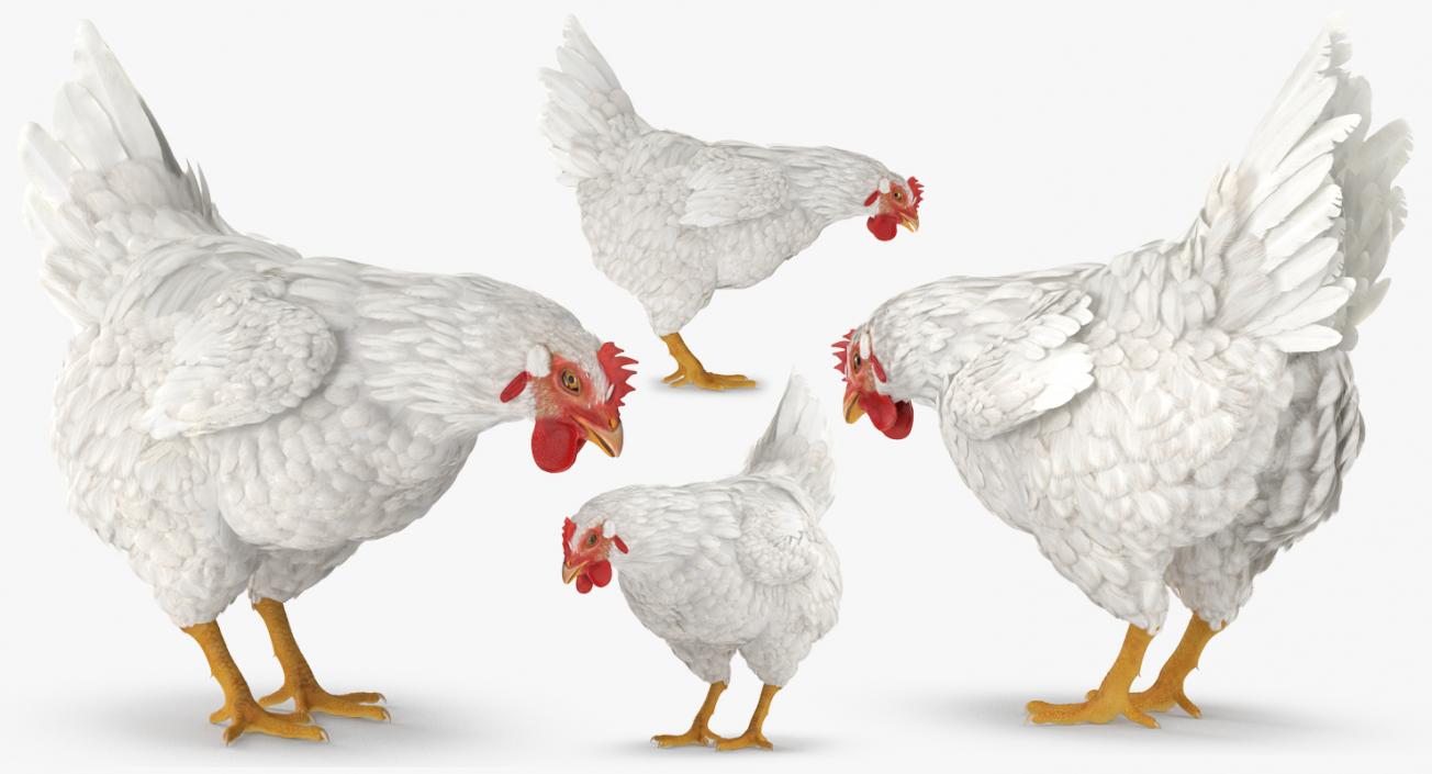 3D Rigged Rooster and Chickens Collection model