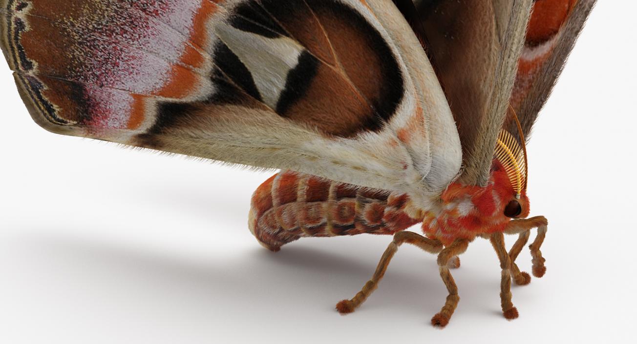 Saturniid Moth Attacus Atlas with Fur 3D