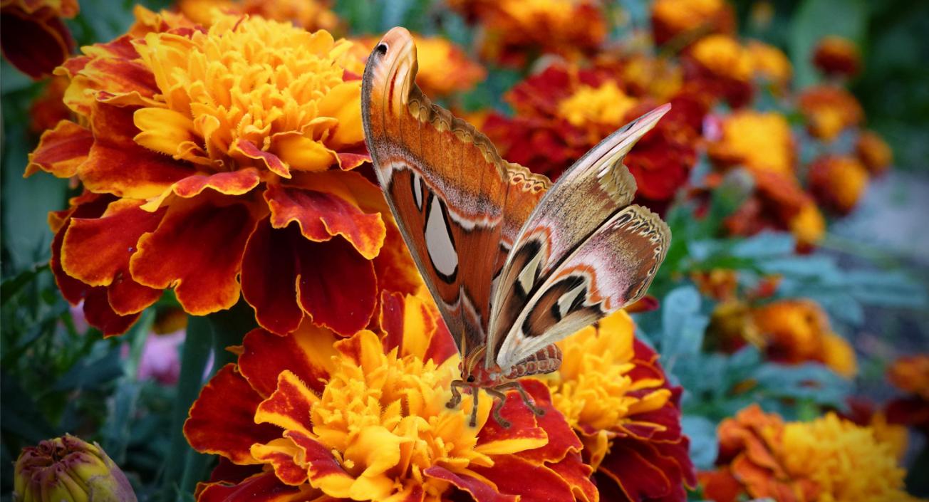 Saturniid Moth Attacus Atlas with Fur 3D