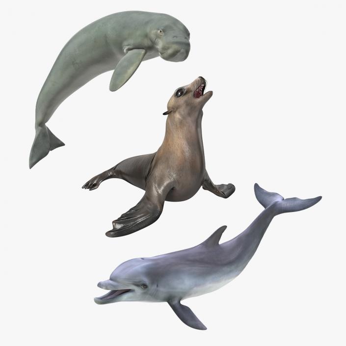 Marine Mammals Rigged Collection 2 3D model