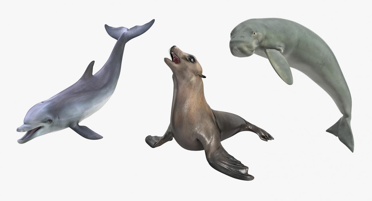 Marine Mammals Rigged Collection 2 3D model