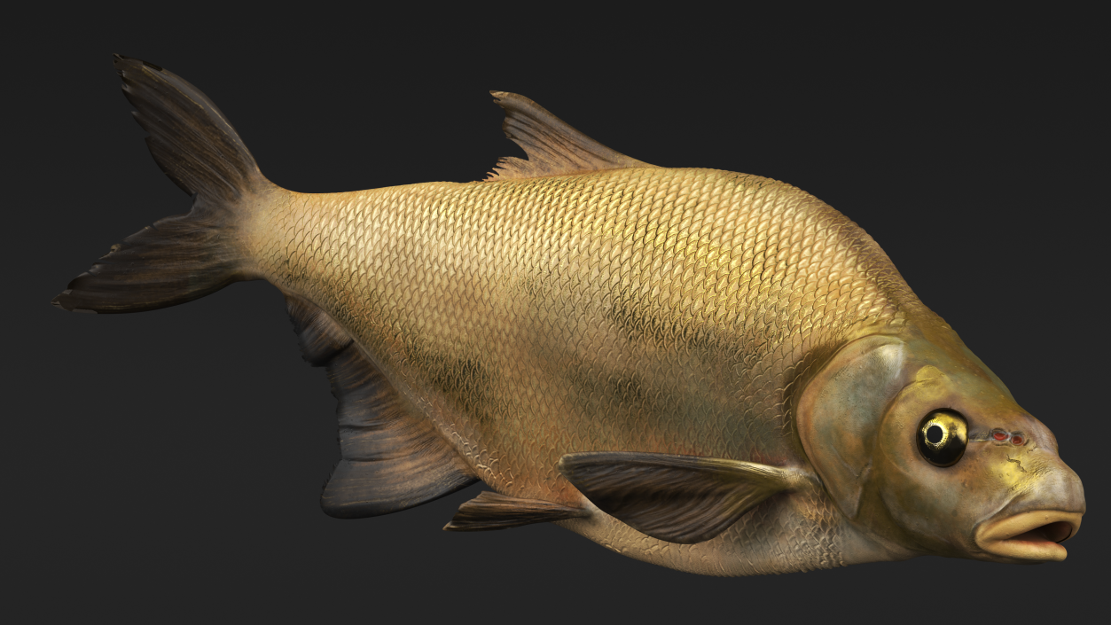 3D Swimming Bronze Bream Fish