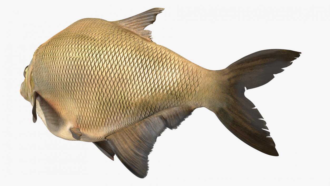 3D Swimming Bronze Bream Fish