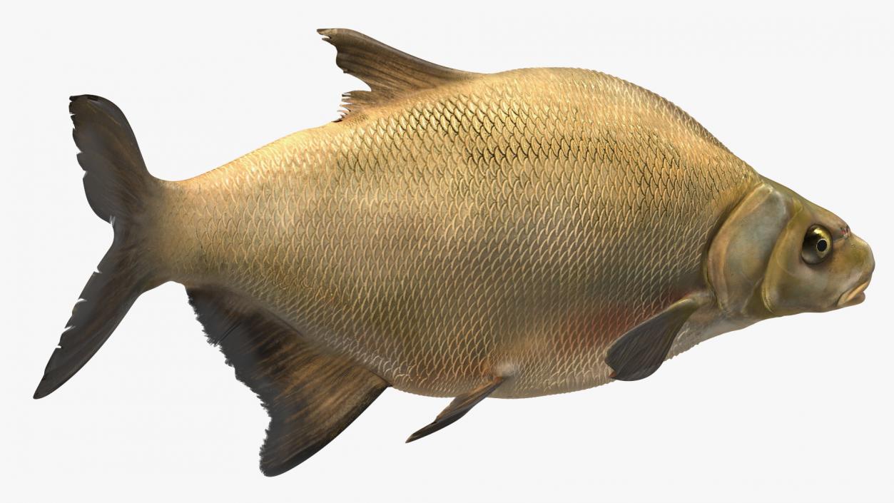 3D Swimming Bronze Bream Fish