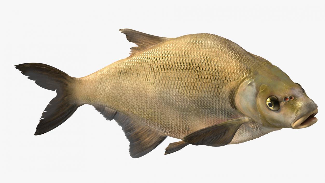 3D Swimming Bronze Bream Fish