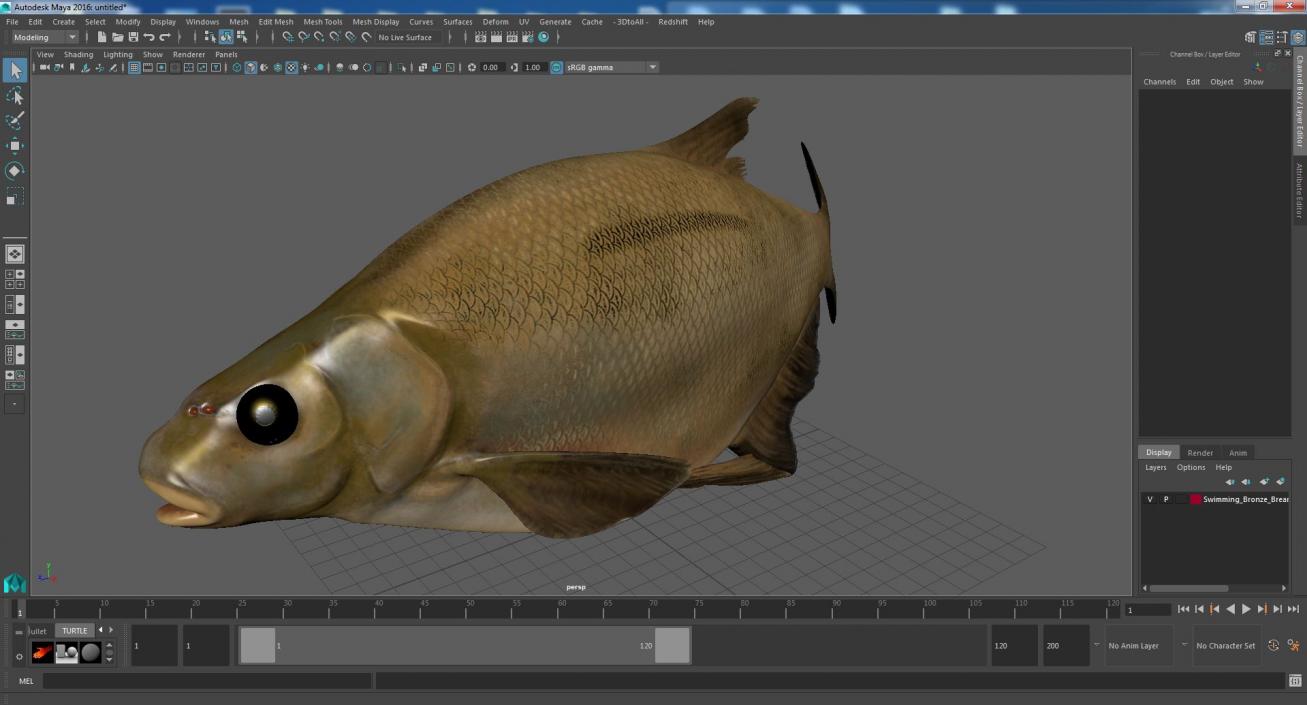 3D Swimming Bronze Bream Fish