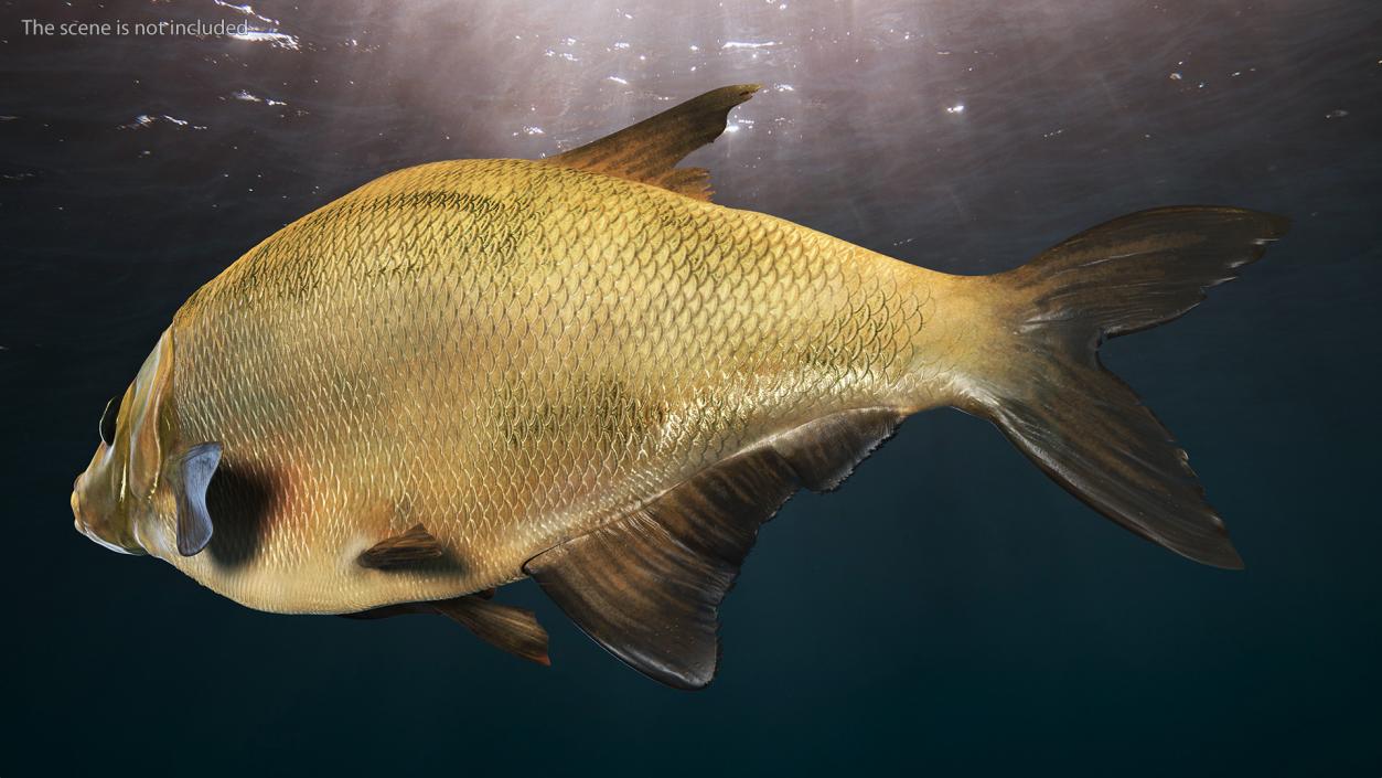 3D Swimming Bronze Bream Fish