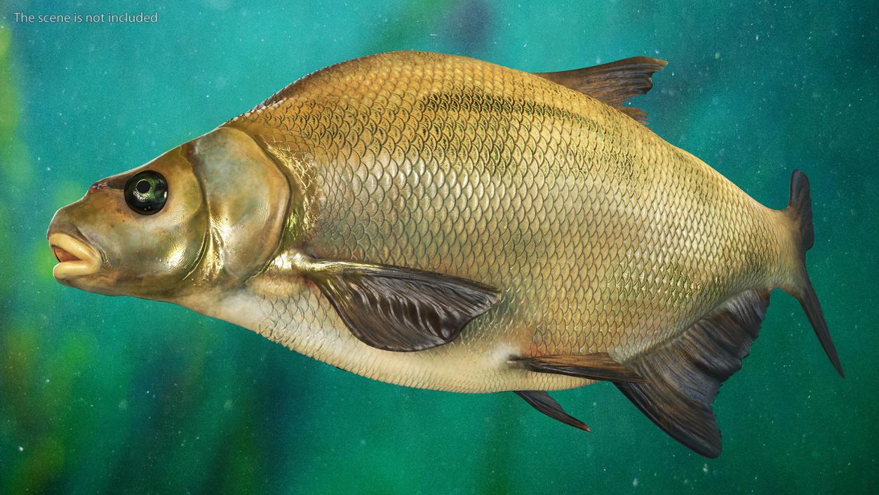 3D Swimming Bronze Bream Fish