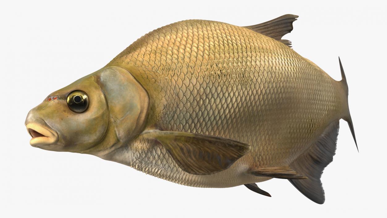 3D Swimming Bronze Bream Fish