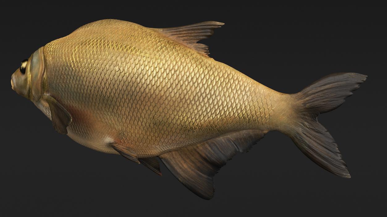 3D Swimming Bronze Bream Fish