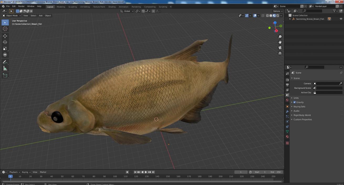 3D Swimming Bronze Bream Fish